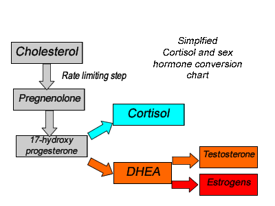 Diagram Shows the Conversion of cholesterol into cortisol, DHEA, Testosterone and Estrogen