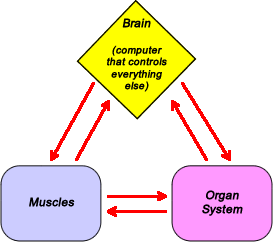 Relationships of nervous system to muscles and organs in applied kinesiology muscle testing