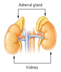 Image of adrenal glands