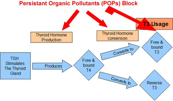 chart of thyroid hormones and how toxins intefere with proper conversion