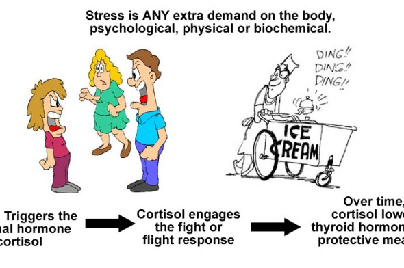 Cortisol and stress interfere with thyroid hormone