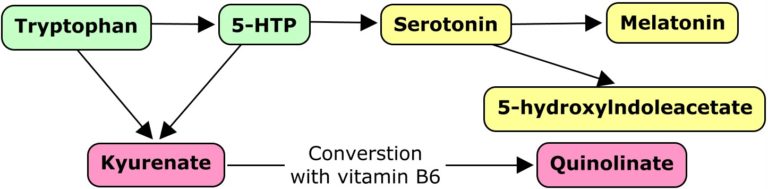Conversion of tryptophan into 5-thp, serotonin and other metabolic by-production
