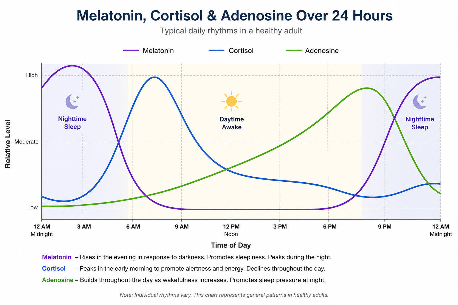 Chart showing typical 24-hour rhythms of melatonin, cortisol, and adenosine in a healthy adult. Melatonin rises at night to promote sleep, cortisol peaks in the morning to support alertness, and adenosine gradually builds throughout the day to increase sleep pressure by evening.