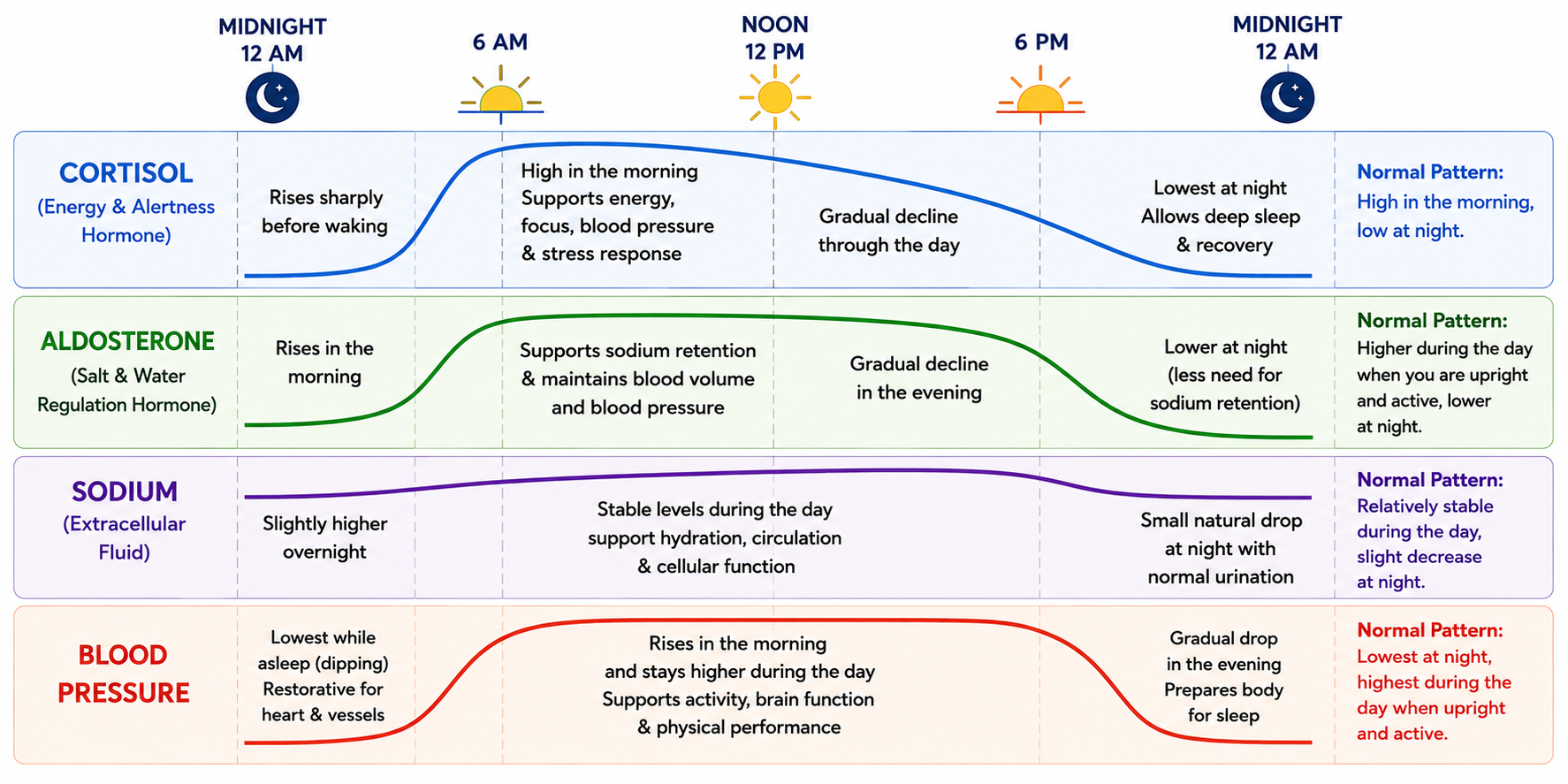 Infographic showing normal daily patterns of cortisol, aldosterone, sodium, and blood pressure across the circadian rhythm from midnight to midnight.